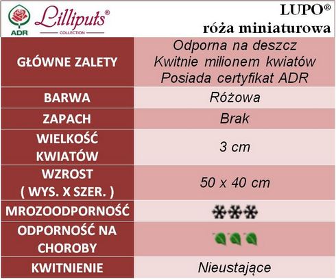 Lupo róża miniaturowa